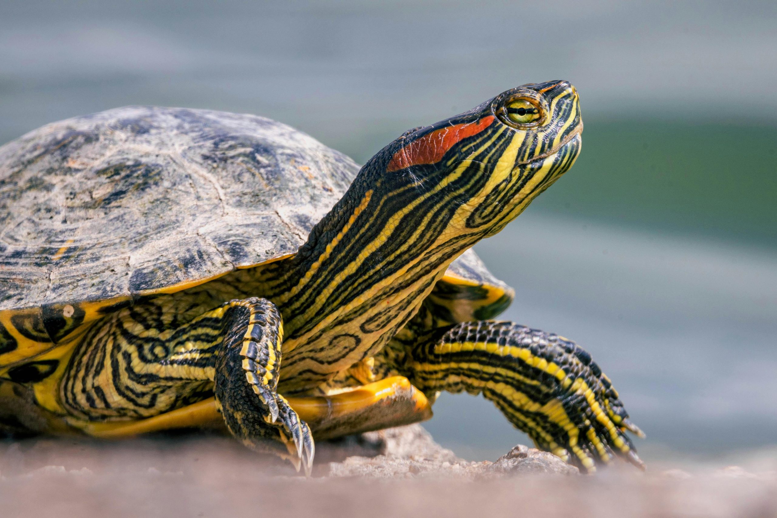 Why a Turtle is the Perfect Pet: Your Complete Guide to Turtle Ownership