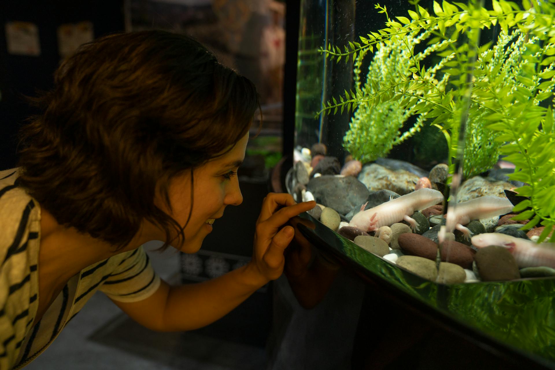Paludariums: The Art of Creating Living Worlds Where Land Meets Water